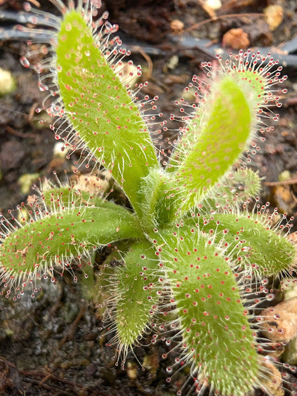 Drosera hilaris