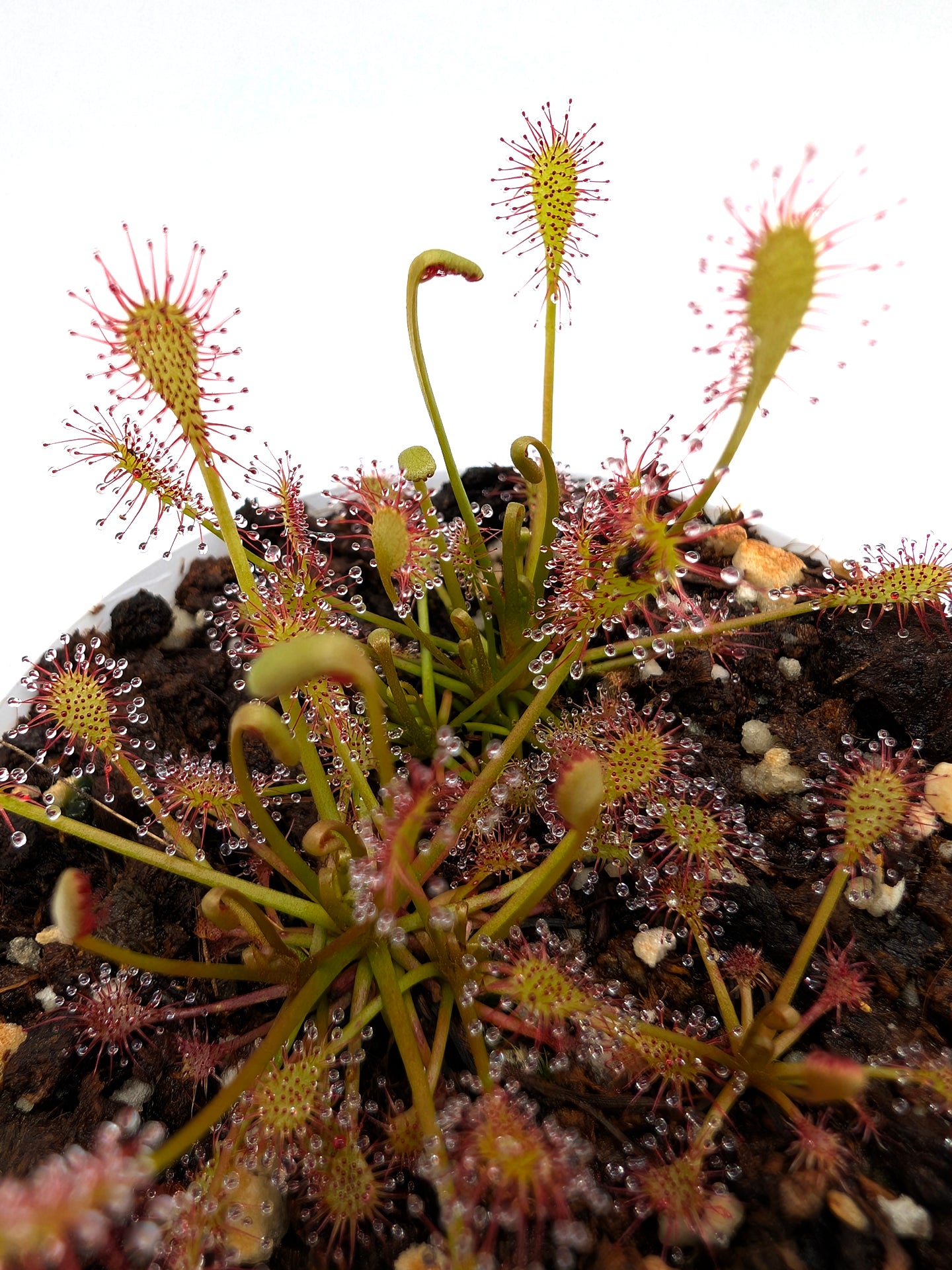 Drosera intermedia