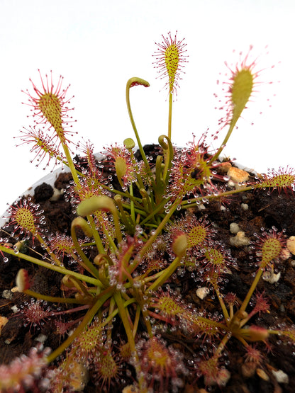 Drosera intermedia