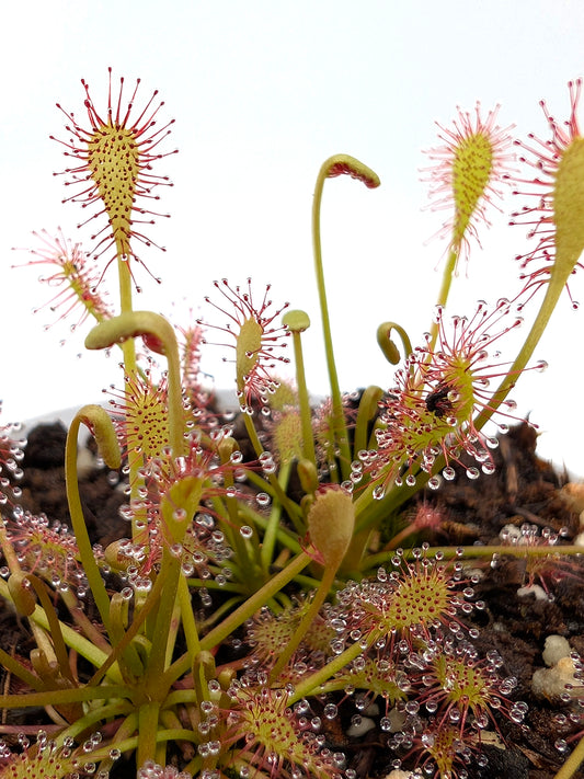Drosera intermedia
