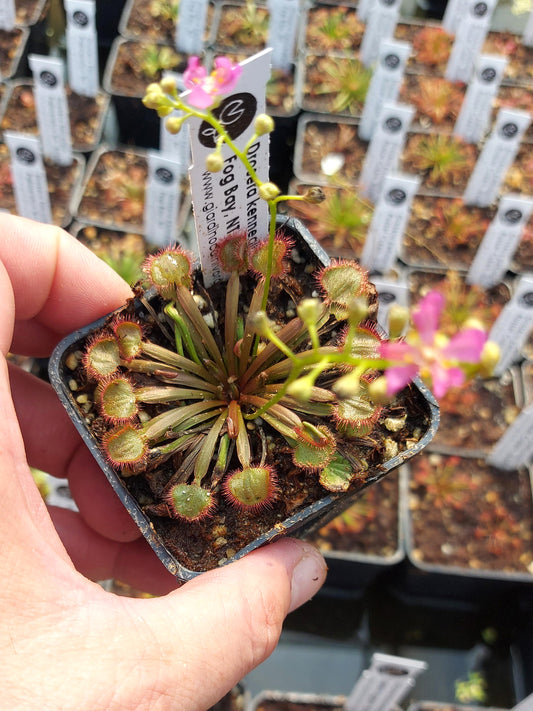 Drosera kenneallyi  Fog Bay, Northern Territory, AU