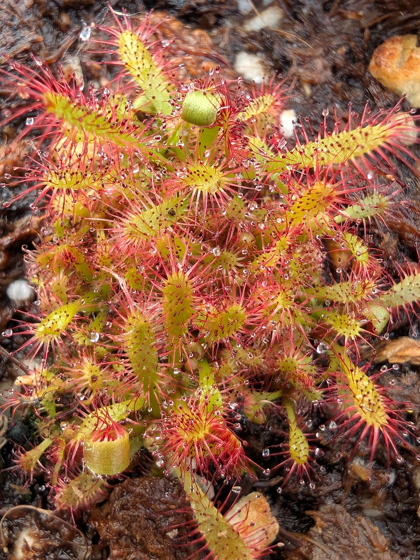 Drosera latifolia  Caminho do Mar, Sao Paulo, Brazil