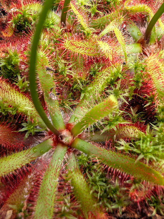 Drosera latifolia Serra Do Pirai, Brazil