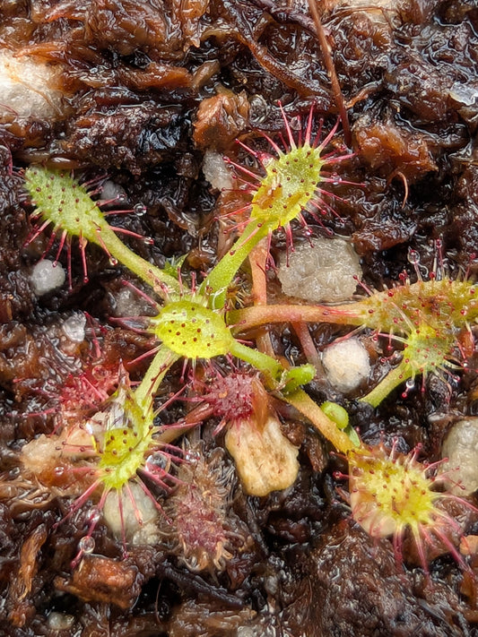 Drosera linearis "Giant" Petrei Point, Bruce Peninsula, Ontario, Canada