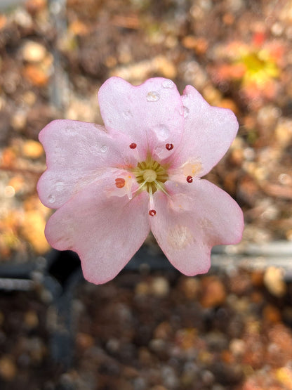 Drosera mannii WA
