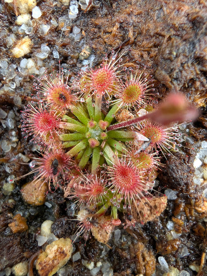 Drosera mannii x omissa
