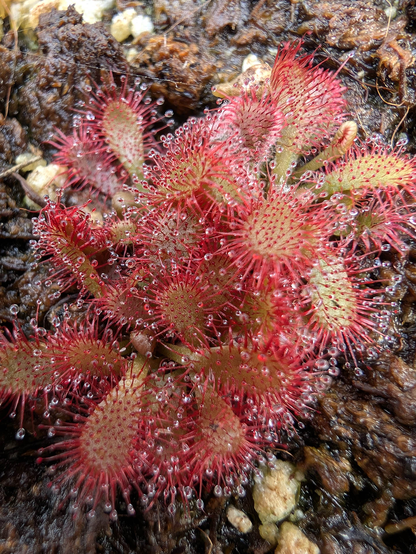 Drosera montana var. glabrata  Serra do Caraca, Minas Gerais, Brazil