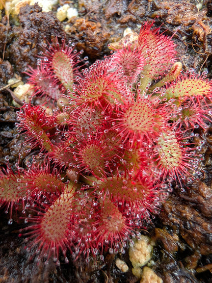 Drosera montana var. glabrata  Serra do Caraca, Minas Gerais, Brazil