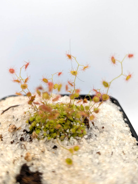 Drosera moorei