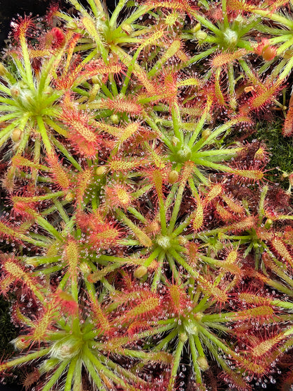 Drosera neocaledonica
