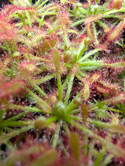 Drosera neocaledonica
