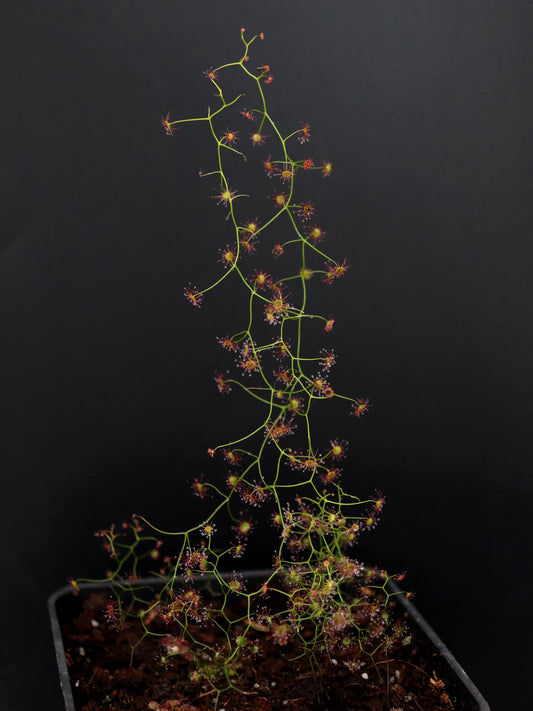 Drosera pallida