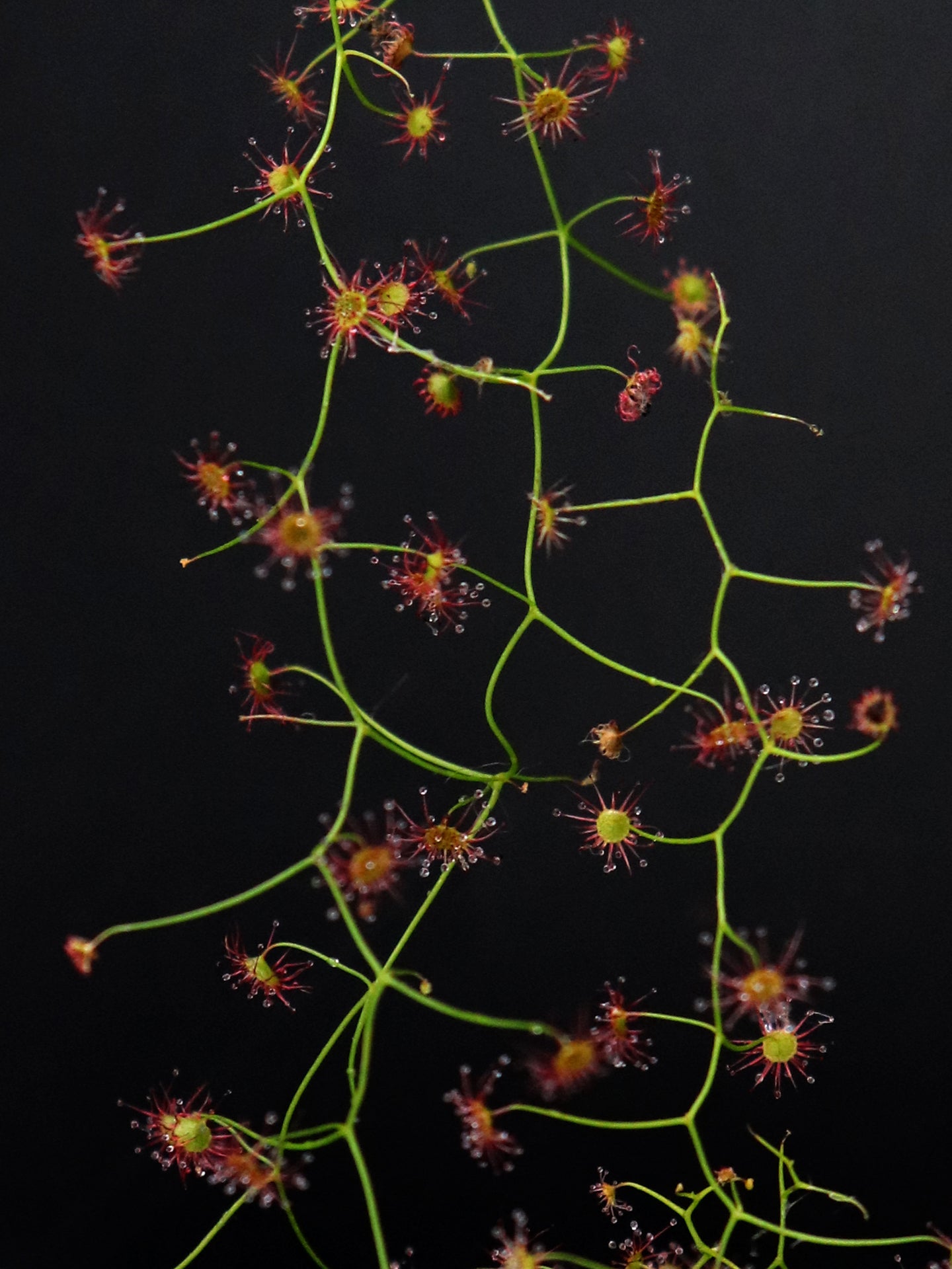 Drosera pallida