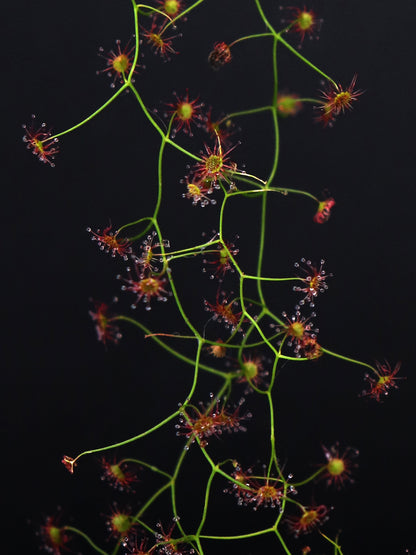 Drosera pallida