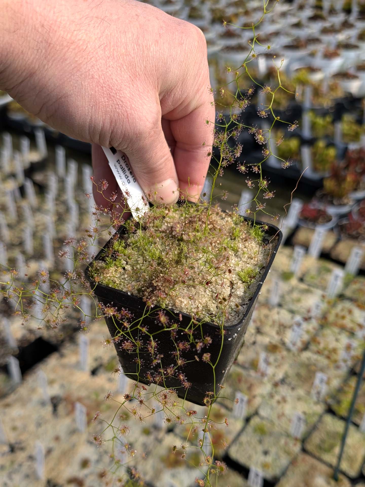 Drosera pallida