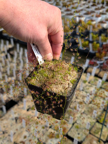 Drosera pallida