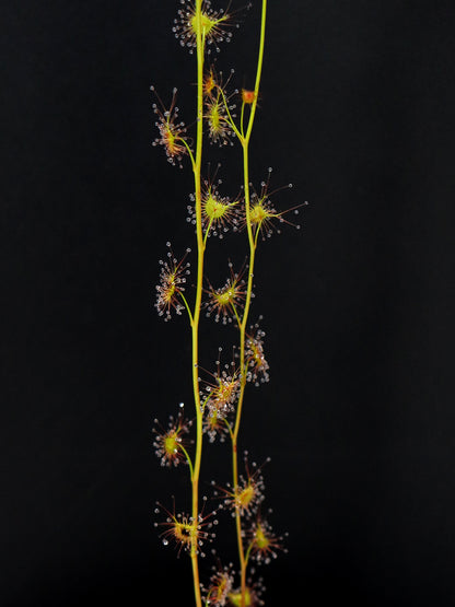 Drosera peltata Madden, Western Australia