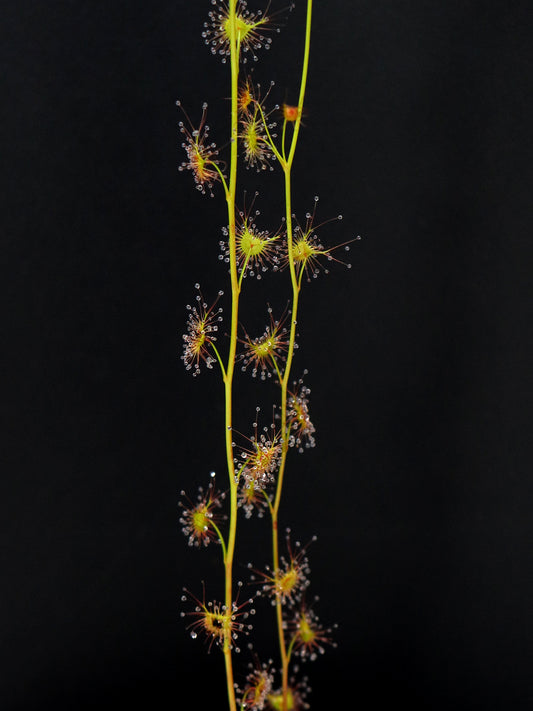Drosera peltata Madden, Western Australia