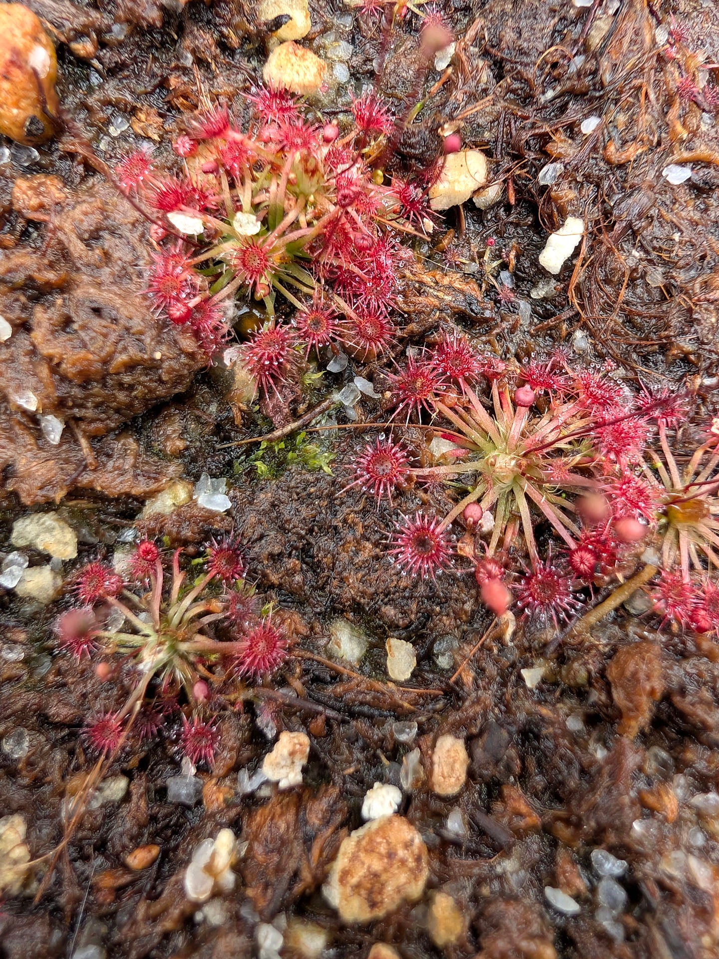 Drosera pigmea Broadwater