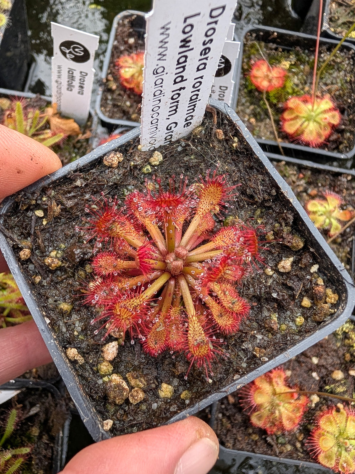 Drosera roraimae  Lowland Gran Sabana under Akopan Tepui