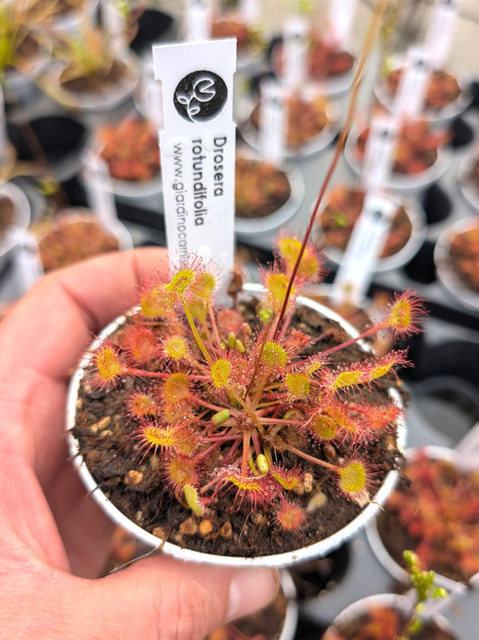 Drosera rotundifolia