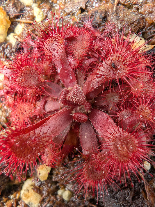 Drosera rubrifolia