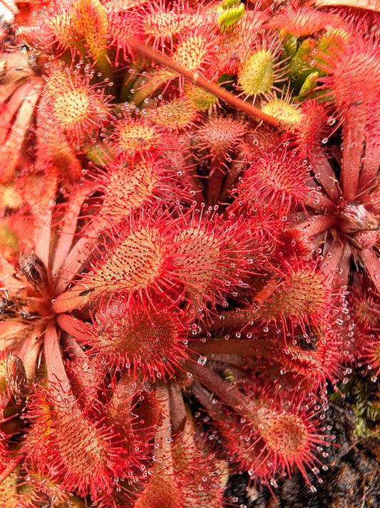 Drosera spatulata