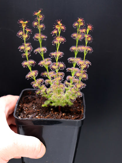 Drosera stolonifera Dark Green Form x stolonifera Mattner