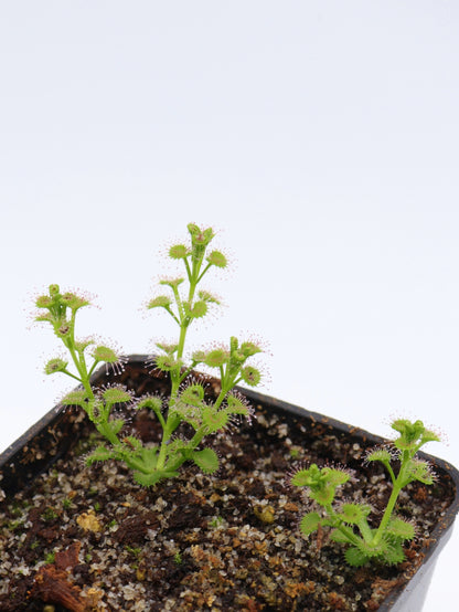 Drosera stolonifera Dark Green Form x stolonifera Mattner