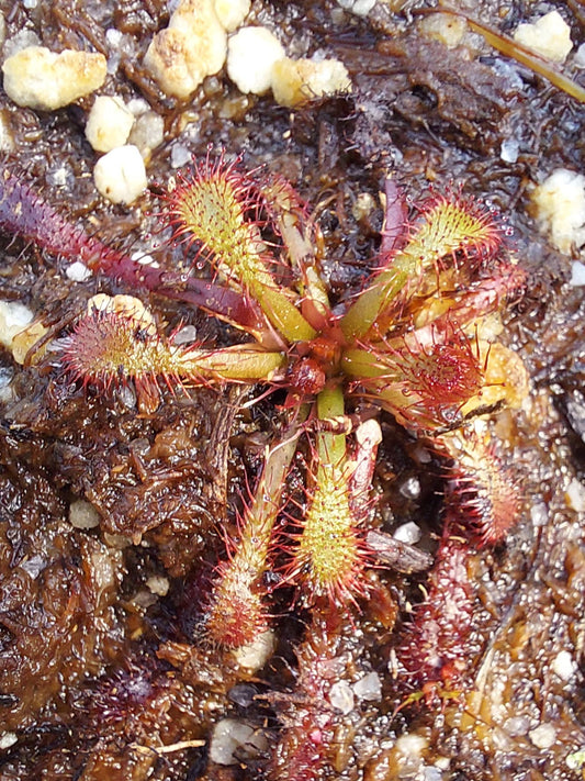 Drosera ultramafica Mt. Mantalingahan, Palawan