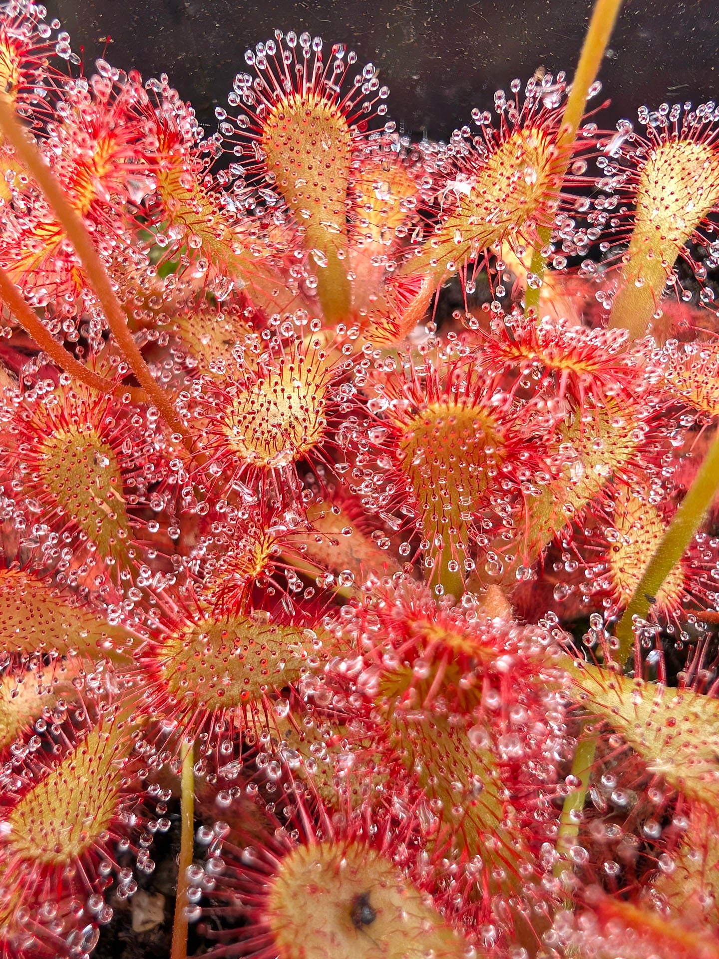 Sundew