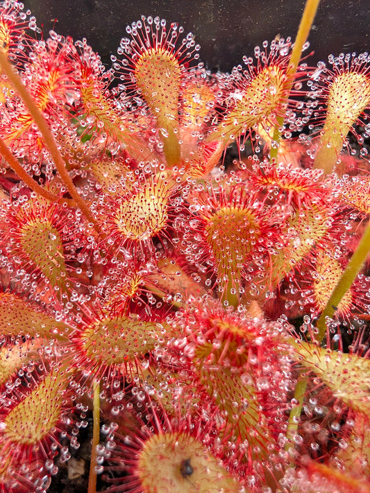 Sundew
