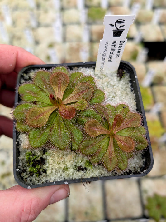 Drosera whittakeri