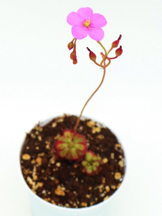 Drosera admirabilis Ceres, South Africa