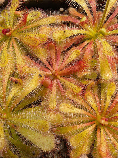 Drosera afra Cederberg Mountains, nördlich von Kapstadt, Südafrika