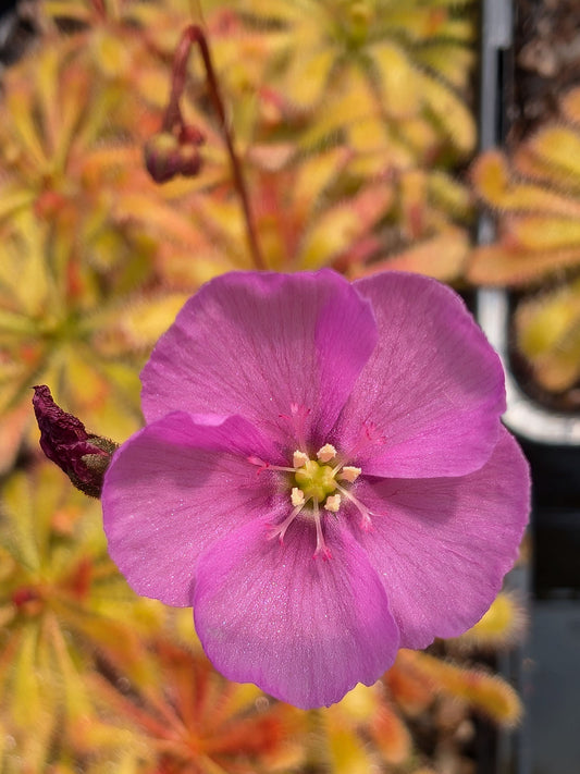 Drosera afra Cederberg Mountains, North of Cape Town RSA