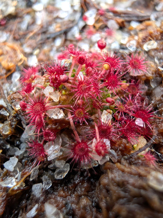 Drosera australis Warriup, Cranbrook, WA