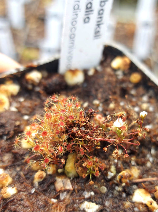 Drosera banksii Northern Territory, WA