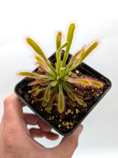 Drosera esterhuyseniae x capensis