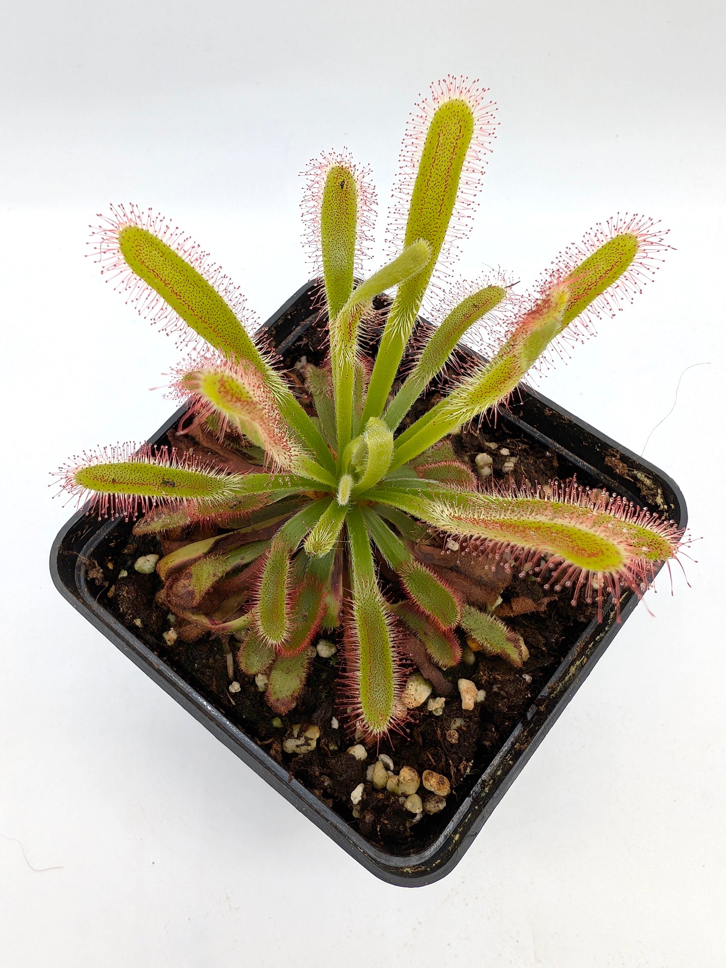 Drosera esterhuyseniae x capensis
