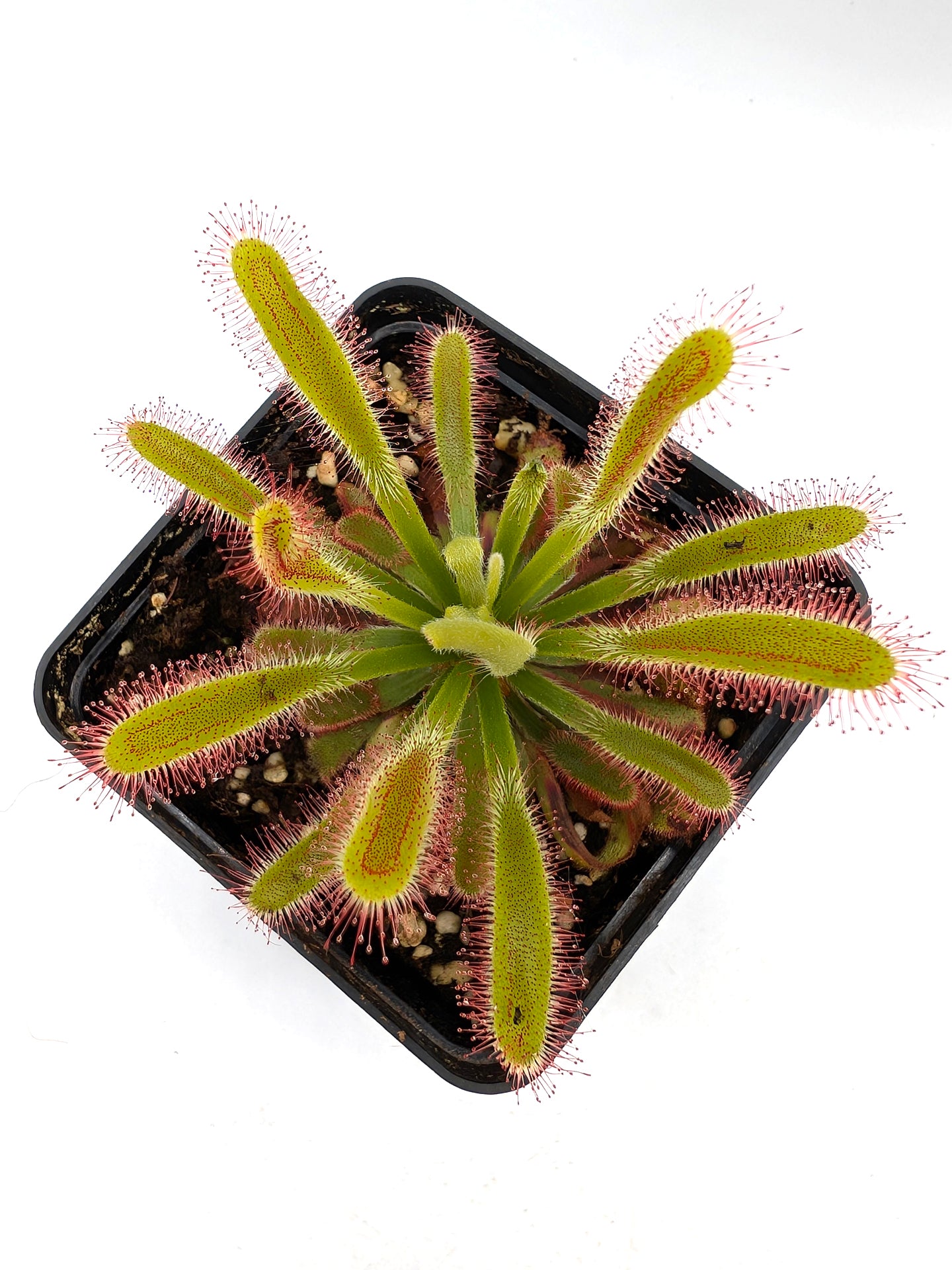 Drosera esterhuyseniae x capensis