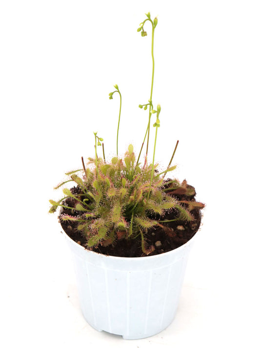 SEMI FRESCHI di DROSERA INTERMEDIA