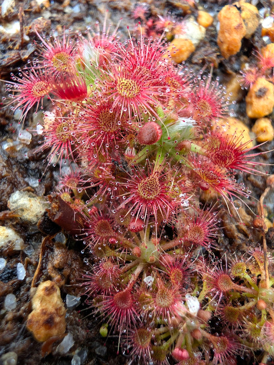 Drosera leucostigma