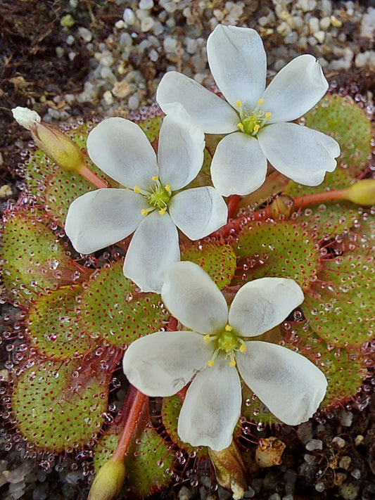 Drosera lowriei  Western Australia