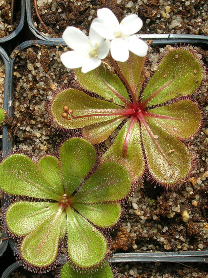 Drosera Macrophylla Ballidu, Westaustralien