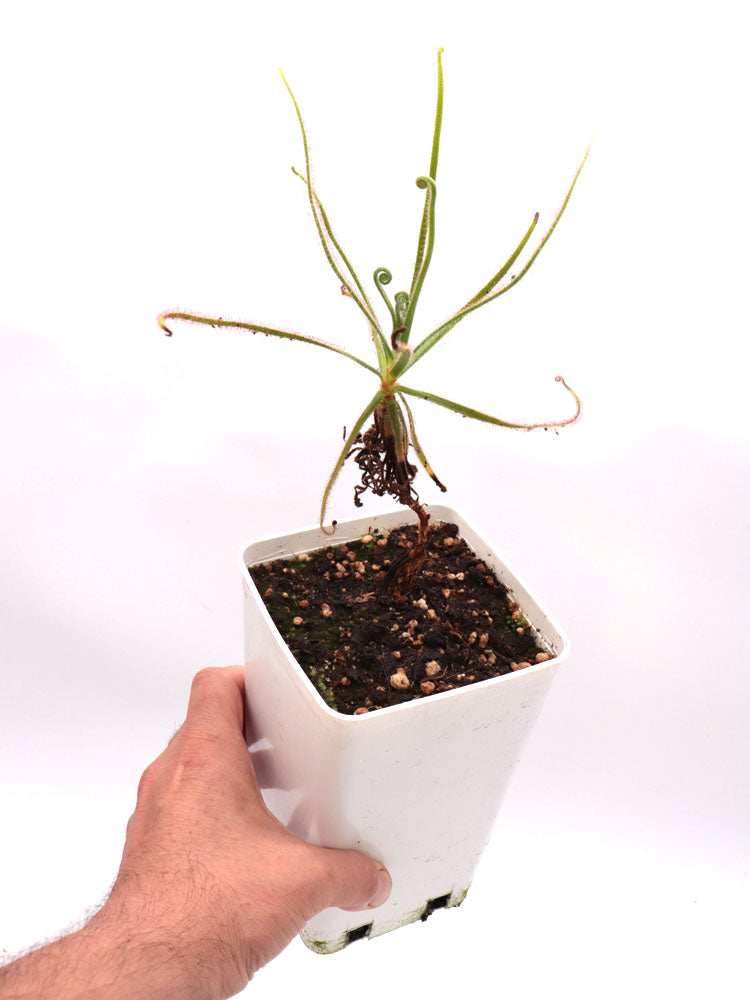 Drosera magnifica  Pico Padre Angelo, Minas Gerais, Brazil
