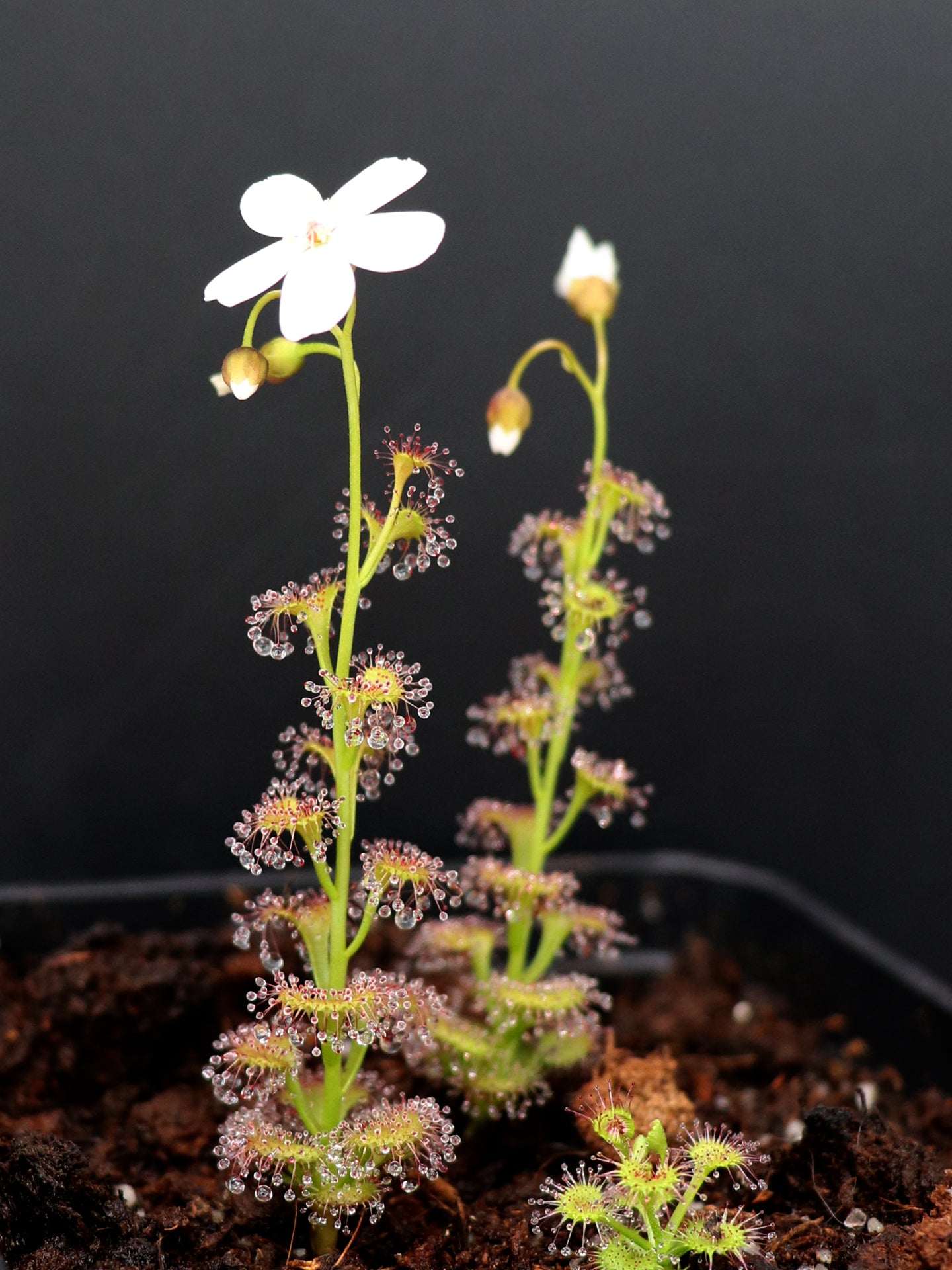Drosera platypoda  Stirling range