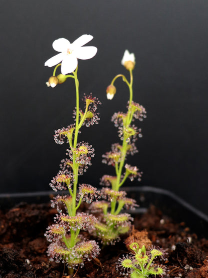 Drosera platypoda  Stirling range