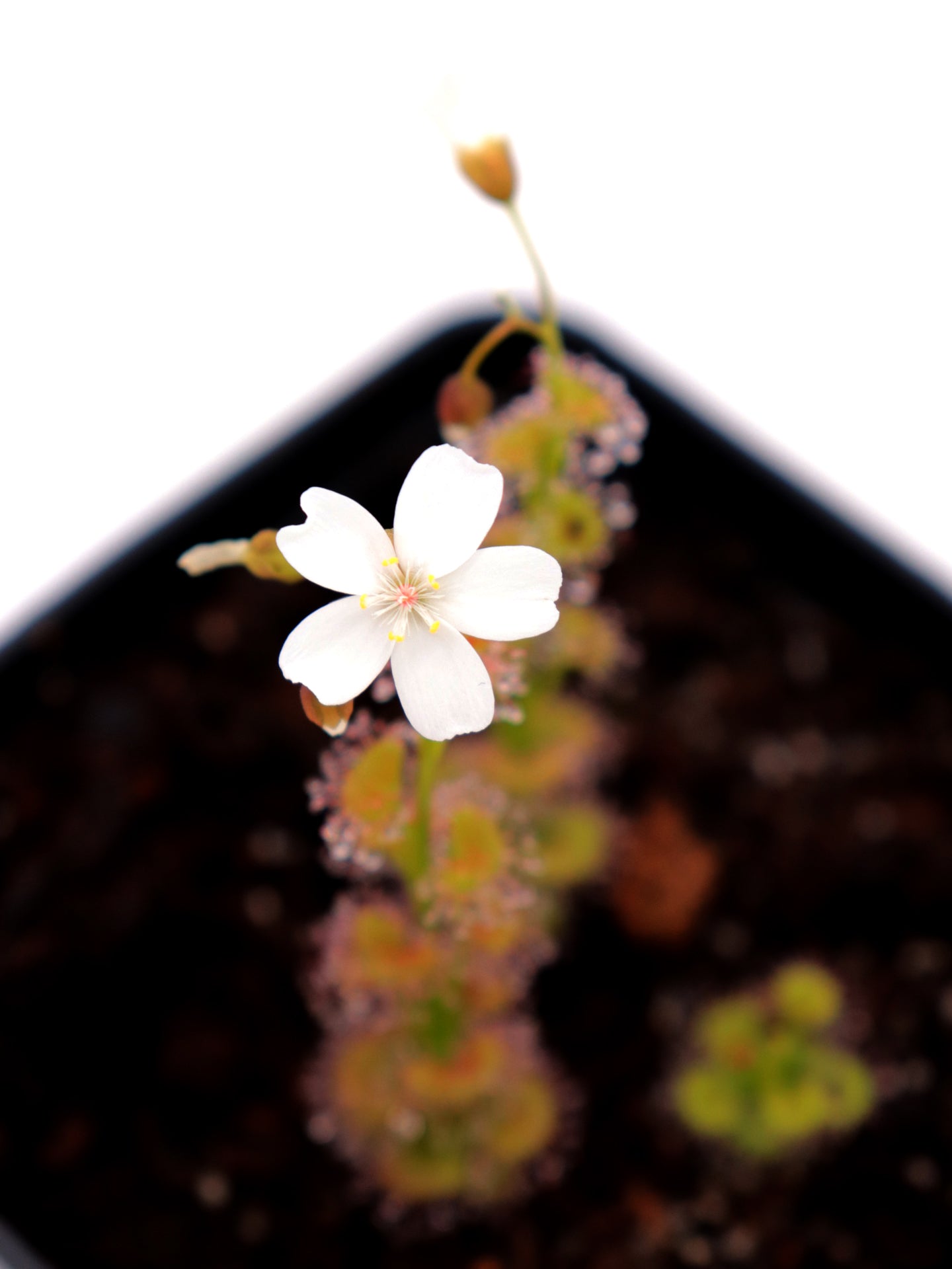 Drosera platypoda  Stirling range