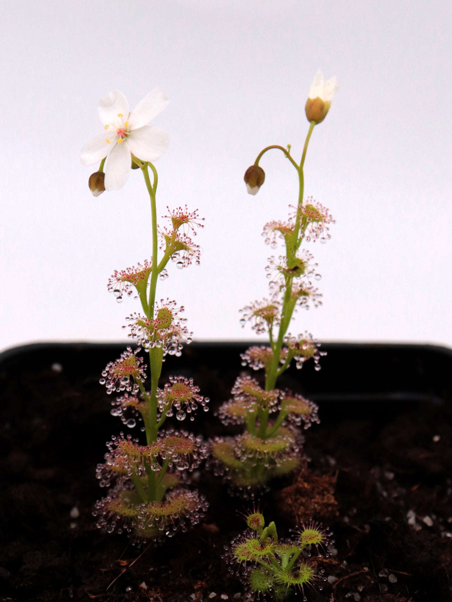 Drosera platypoda  Stirling range